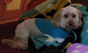 small dog wearing a teal sweater
